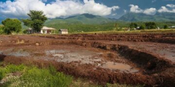 Petani Papua Pegunungan Tanam Padi Perdana, Kementan Kebut Cetak Sawah 2000 Hektare Tahun Ini