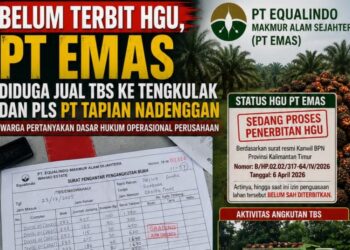 Belum Terbit HGU, PT EMAS Diduga Jual TBS ke Tengkulak dan PLS PT Tapian Nadenggan