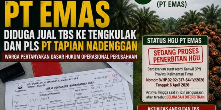 Belum Terbit HGU, PT EMAS Diduga Jual TBS ke Tengkulak dan PLS PT Tapian Nadenggan