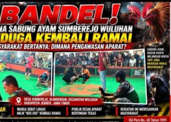 Bandel! Arena Sabung Ayam Sumberejo Wuluhan Diduga Kembali Ramai, Kapolsek Wuluhan: “Nanti Kami Cek”