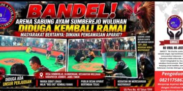 Bandel! Arena Sabung Ayam Sumberejo Wuluhan Diduga Kembali Ramai, Kapolsek Wuluhan: “Nanti Kami Cek”