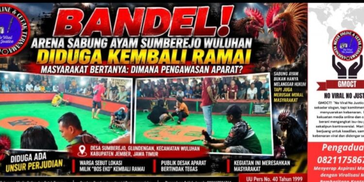 Bandel! Arena Sabung Ayam Sumberejo Wuluhan Diduga Kembali Ramai, Kapolsek Wuluhan: “Nanti Kami Cek”